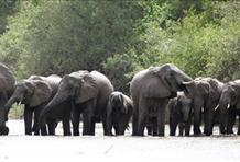 Luxury Big 5 Safari, Tanzania